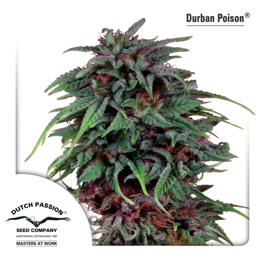 Durban Poison regulär