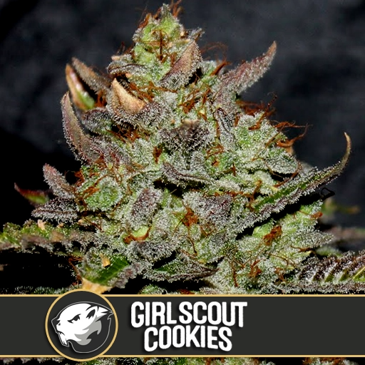 Girl Scout Cookies (BlimBurn)