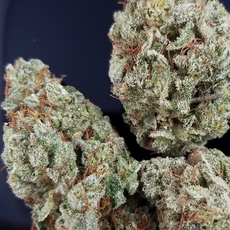 Gorilla Glue (Professor)