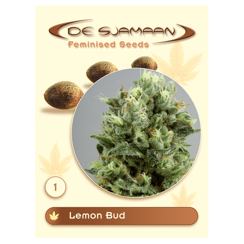 Lemon Bud