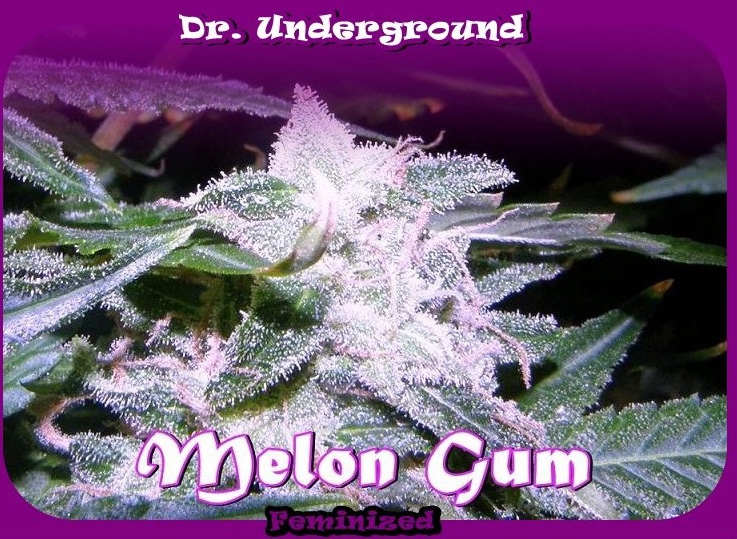 Melon Gum