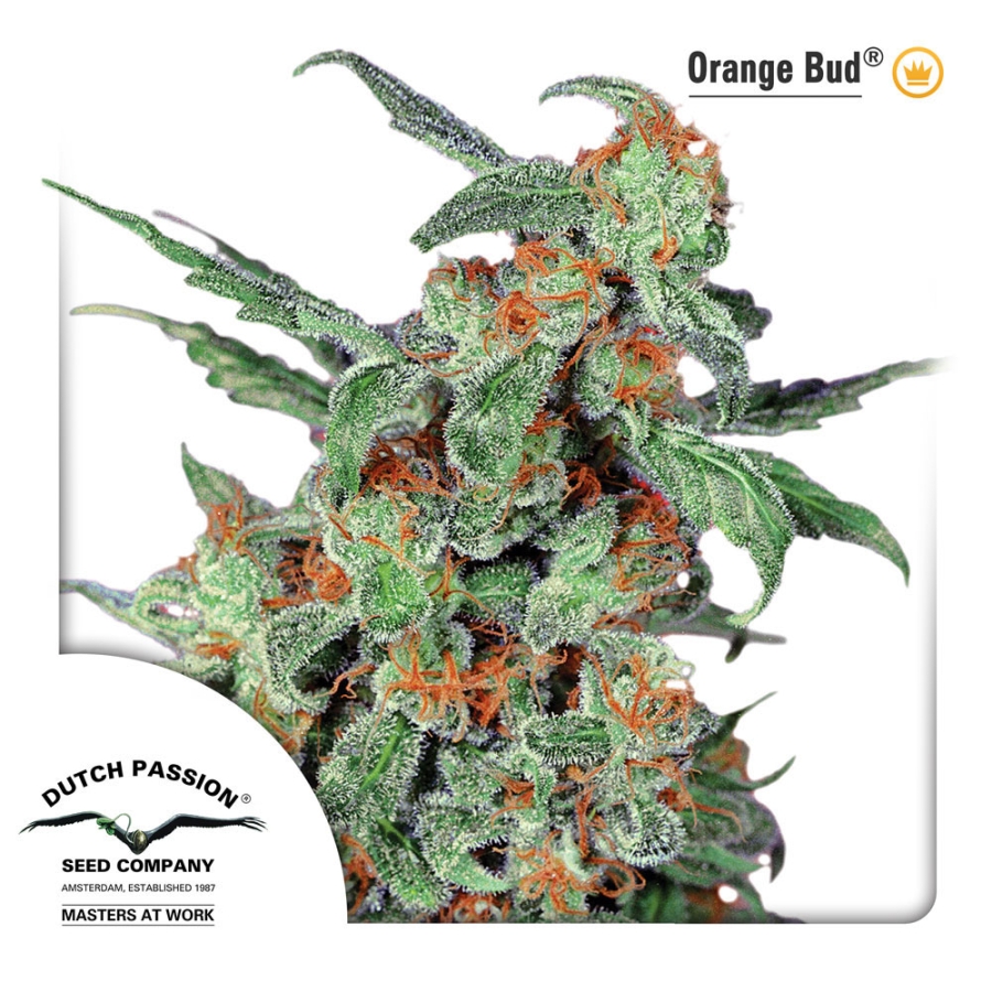 Orange Bud regular