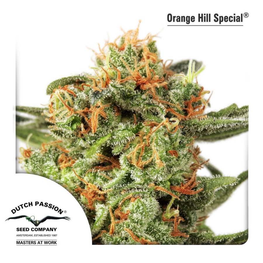 Orange Hill Special regular