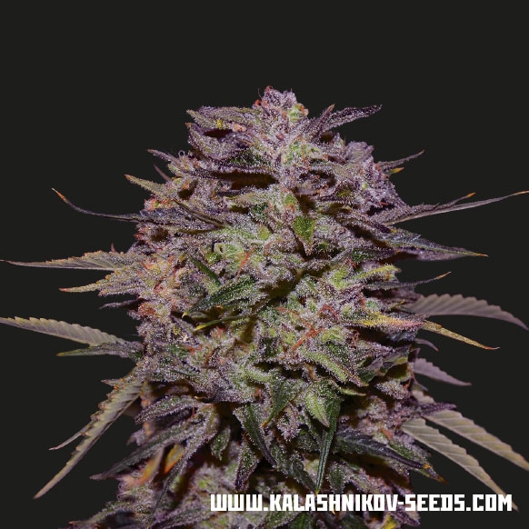 Purple Russian Express