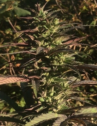 Unknown Kush Early Version