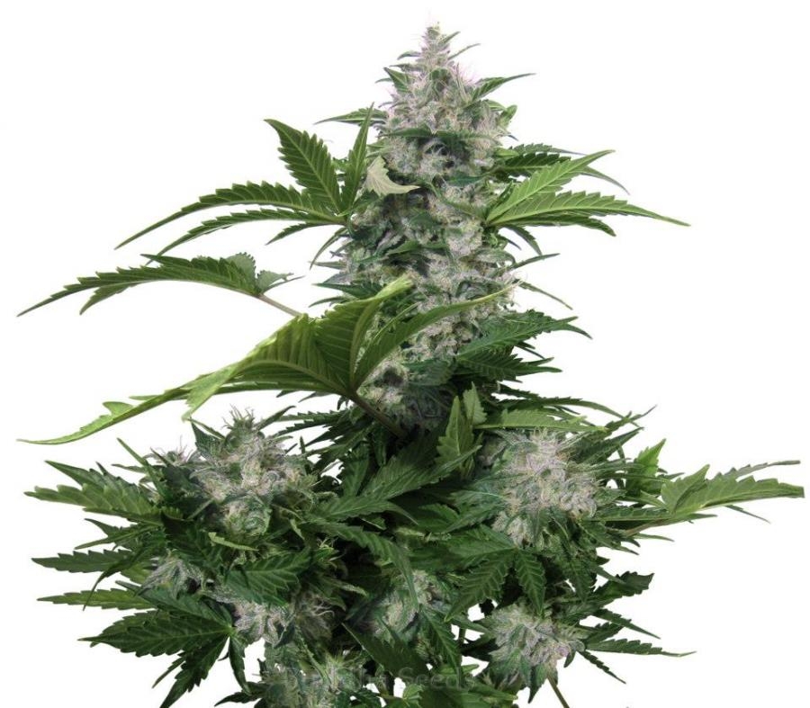 White Dwarf Auto