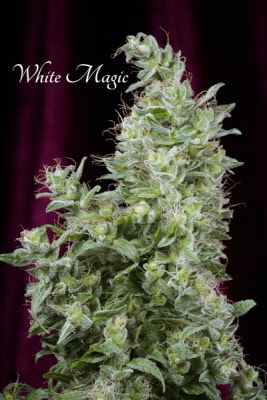 White Magic