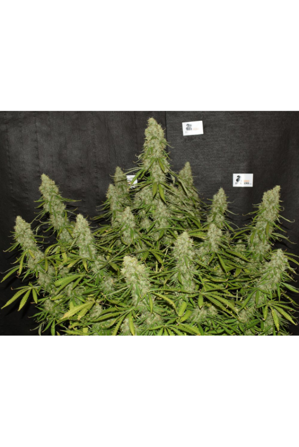 White Widow Auto (Seedstockers)