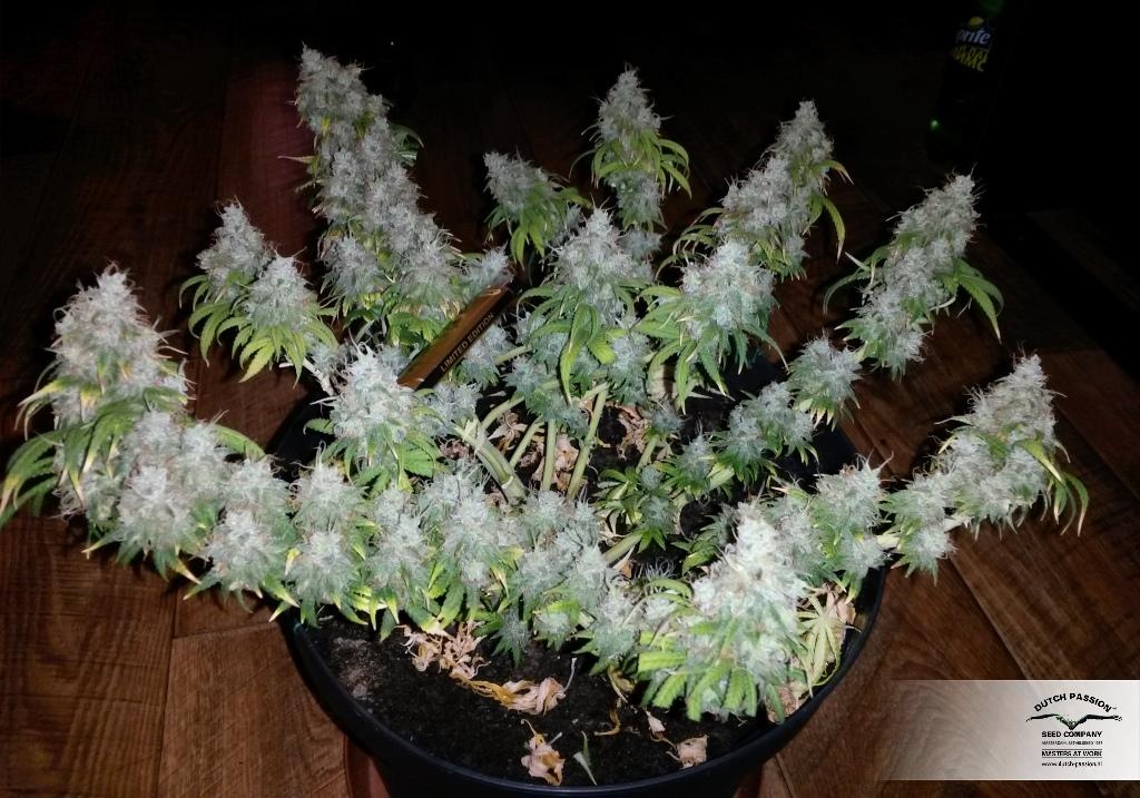 White Widow (Dutch Passion)