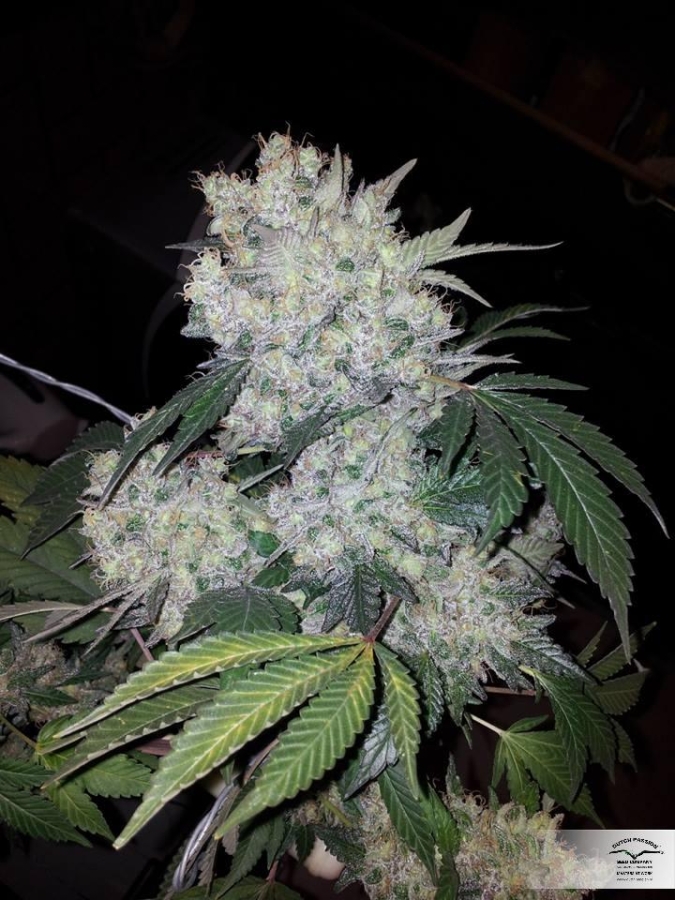 White Widow regulär (DP)