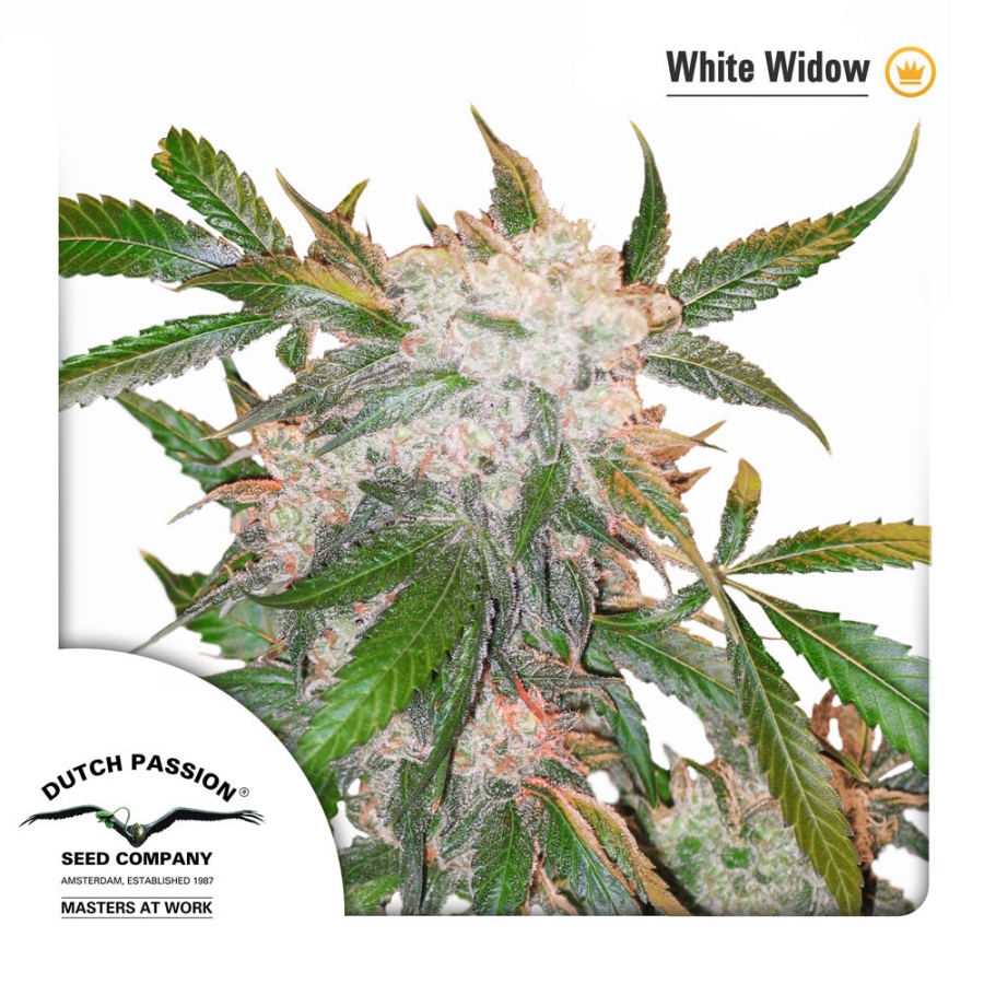 White Widow regulär (DP)