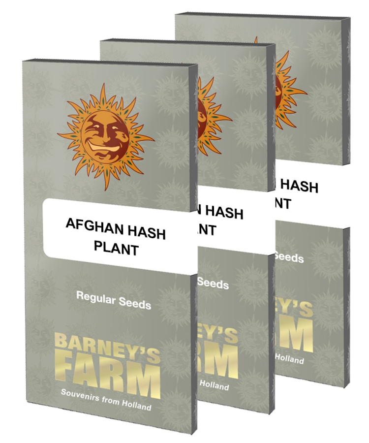 Afghan Hash Plant regulär