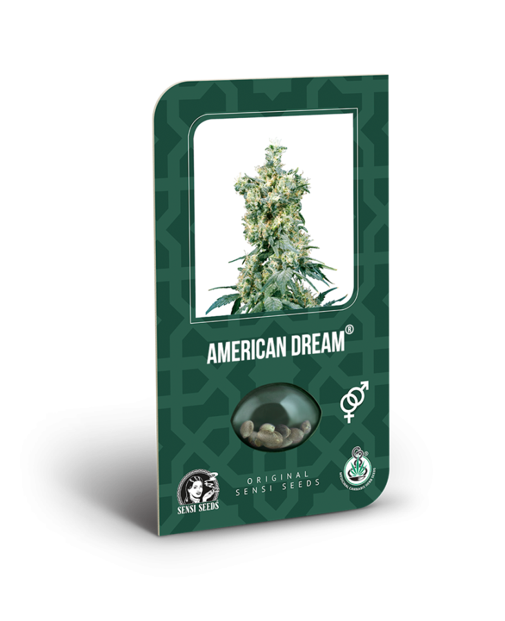 American Dream regular