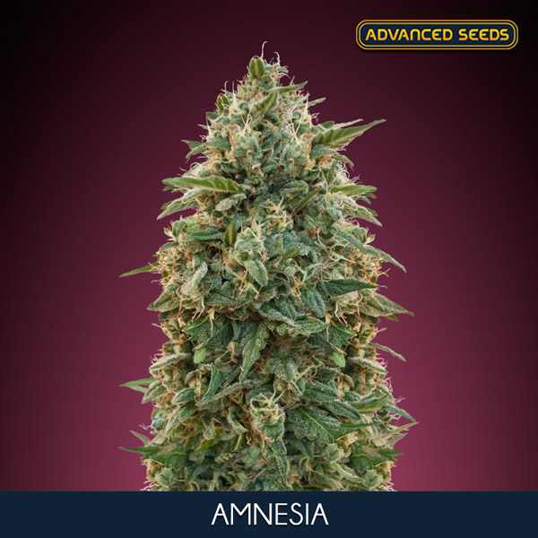 Amnesia (Advanced)