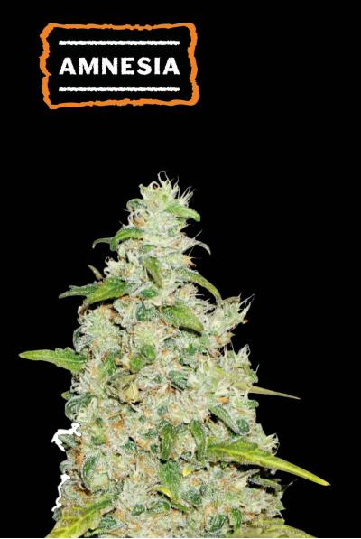 Amnesia Auto (Seedstockers)