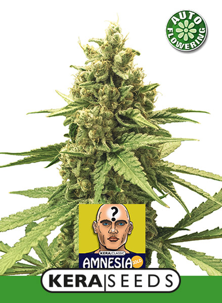 Amnesia Mac Ganja