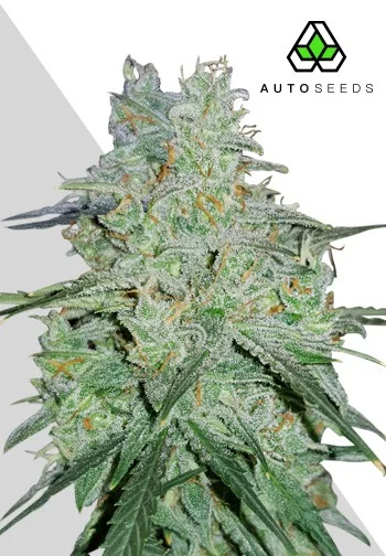 Amnesia Haze (Auto Seeds)