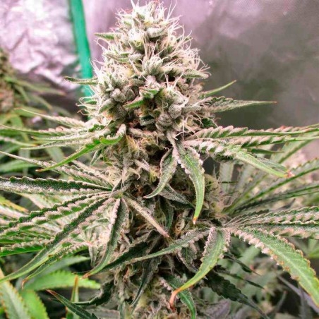 Amnesia Lemon (Silent Seeds)