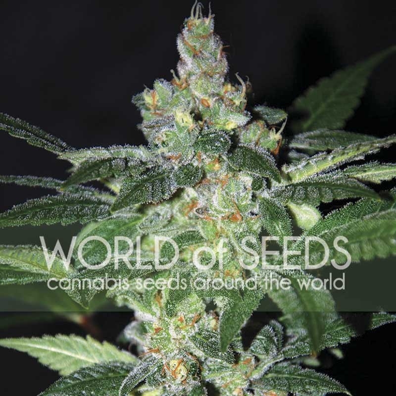 Amnesia (World of Seeds)