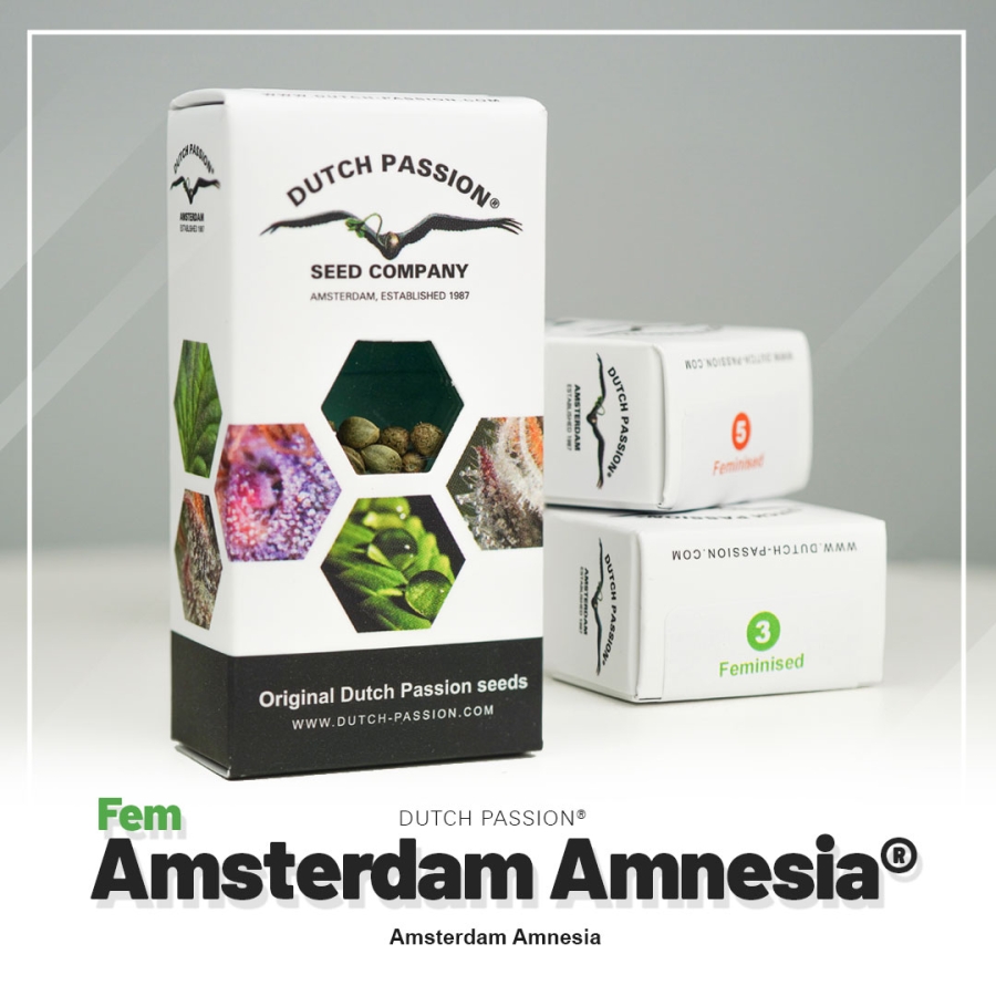 Amsterdam Amnesia