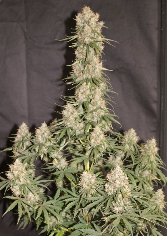 Auto Blueberry