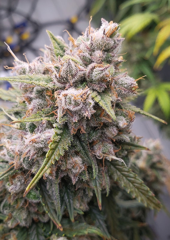 Auto Cinderella Jack