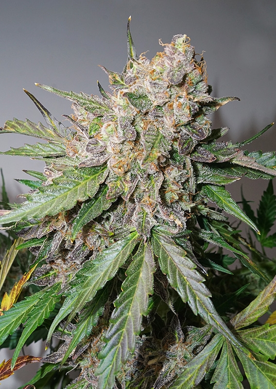 Auto Glueberry O.G.