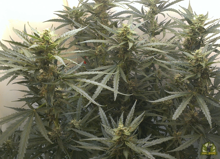 Auto Whiteberry