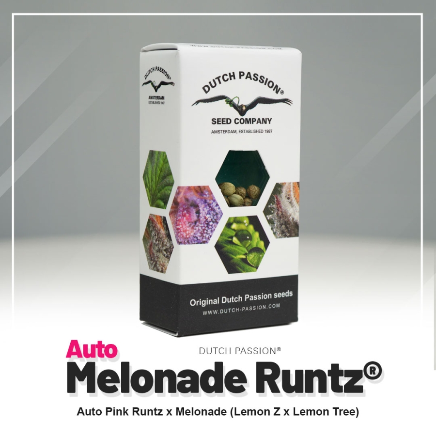 Melonade Runtz Auto