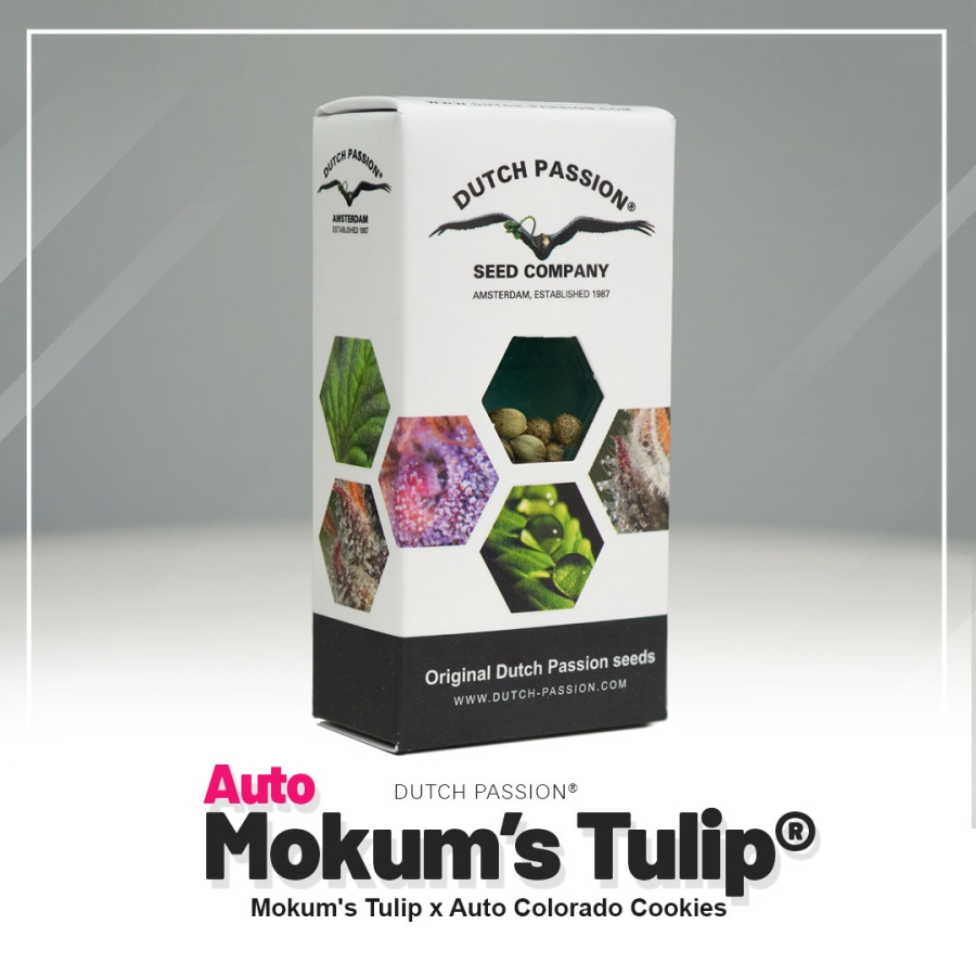 Auto Mokums Tulip