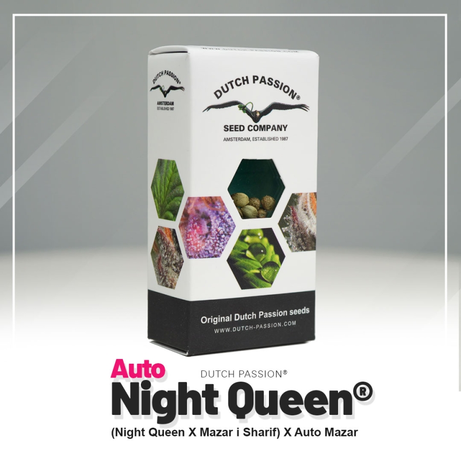 Auto Night Queen