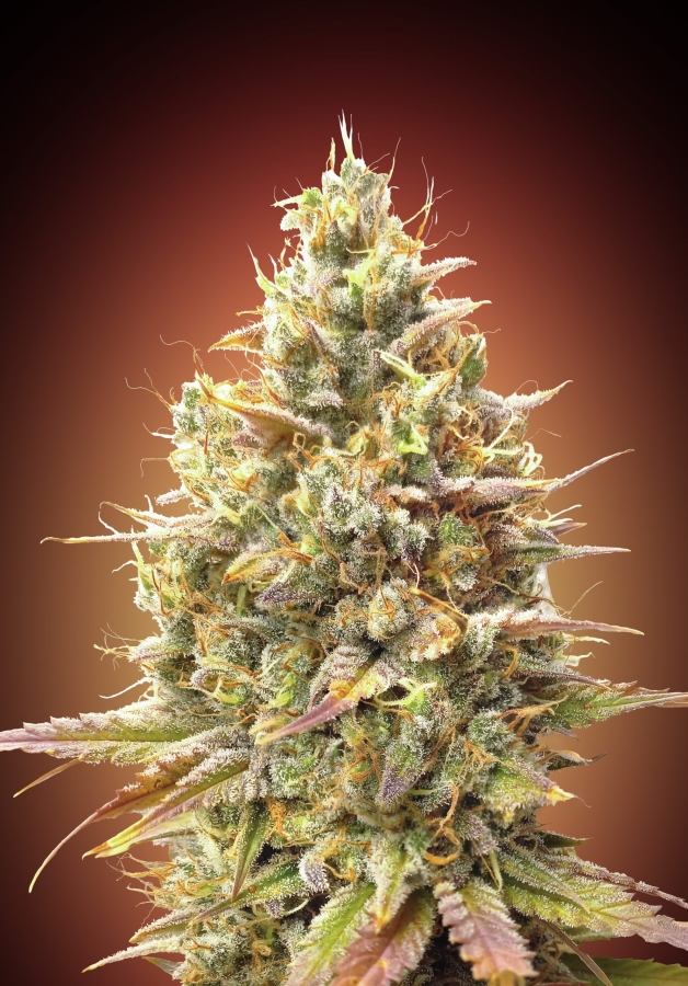 Auto Strawberry Banana (Advanced)