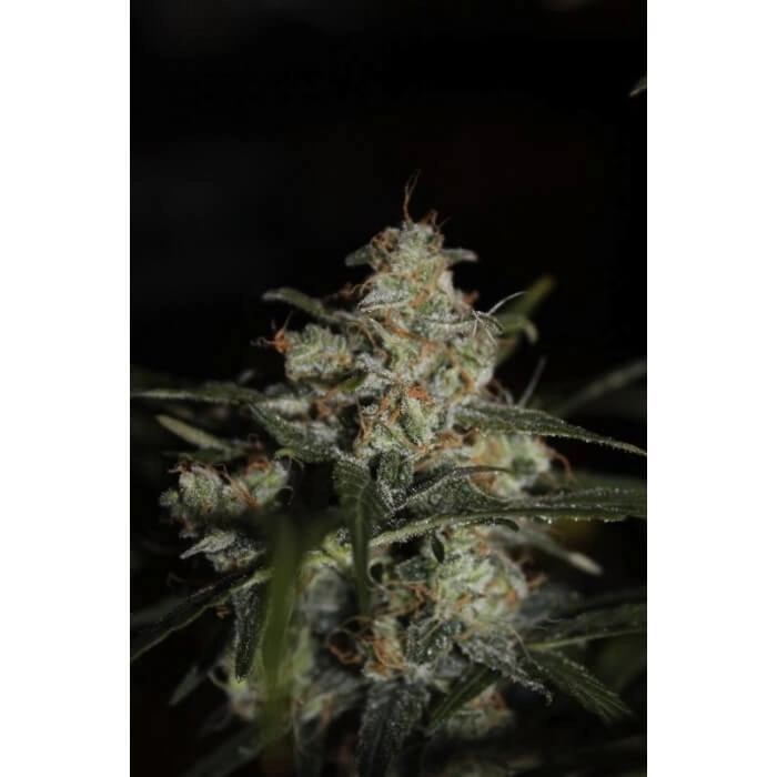 Auto Whiteberry