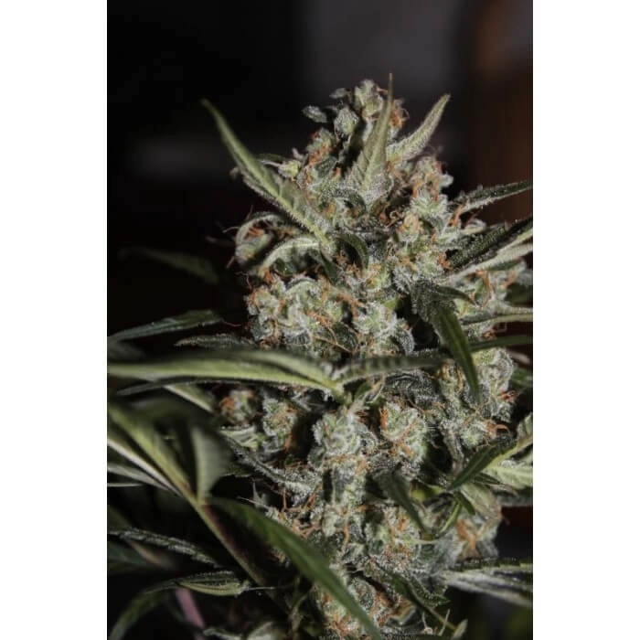 Auto Whiteberry