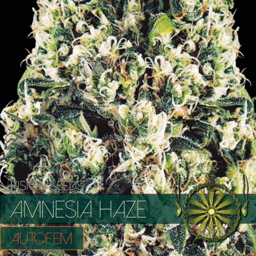 Amnesia Haze Auto (Vision Seeds)