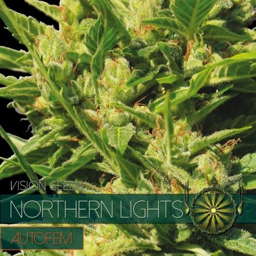 Northern Lights Auto (Vision Seeds)