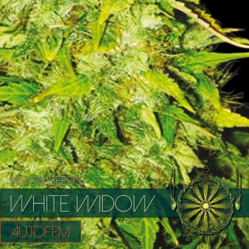 White Widow Auto (Vision Seeds)