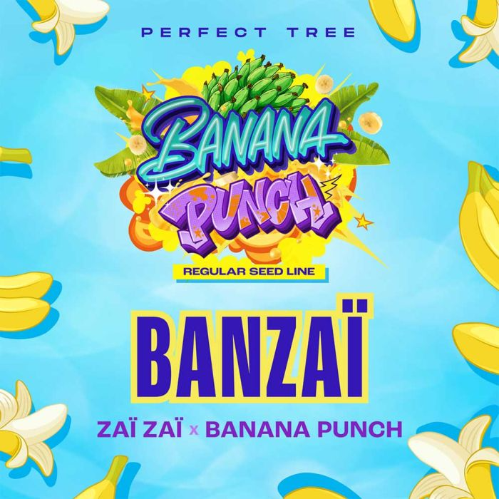 Banzaï regular