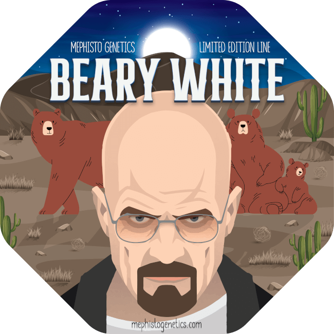 Beary White Auto