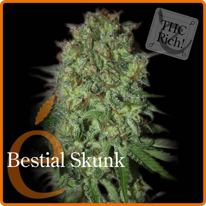 Bestial Skunk