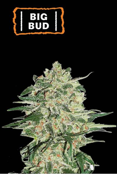 Big Bud Auto (Seedstockers)