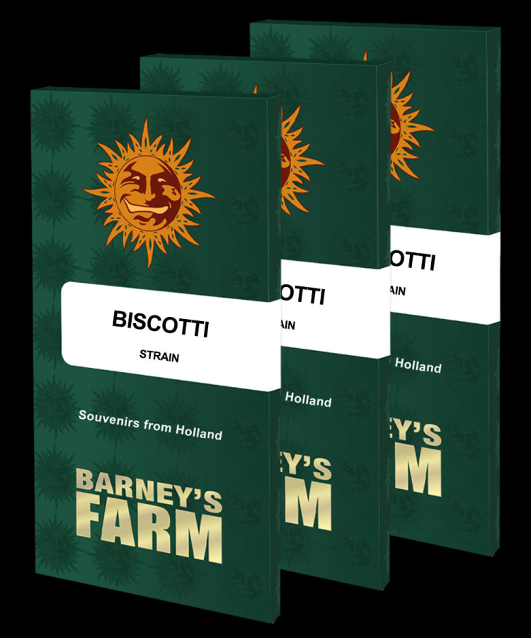 Biscotti (Barney's) - Barneys Farm | Cannoptikum