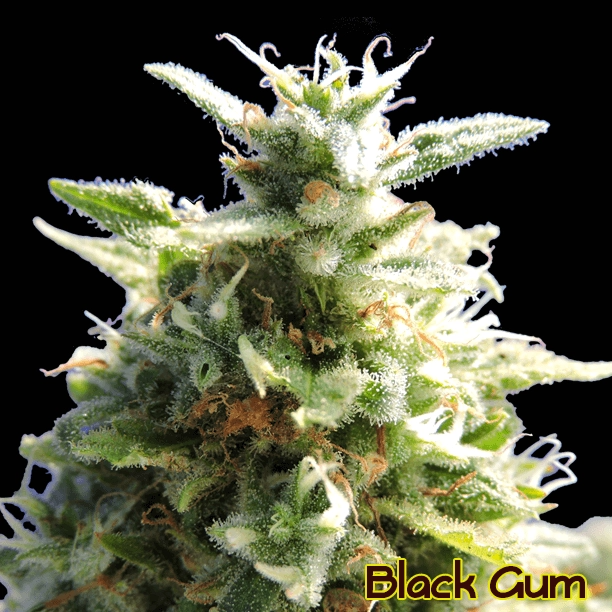 Black Gum