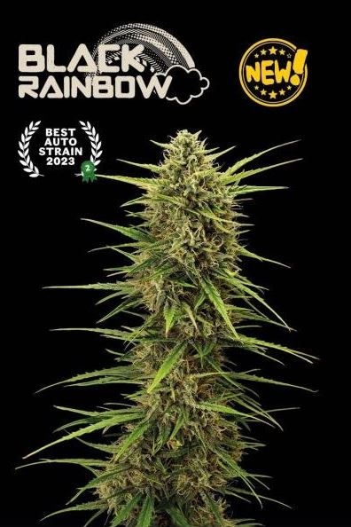 Black Rainbow Auto