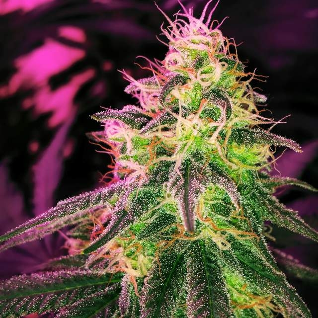 Blackjack Auto