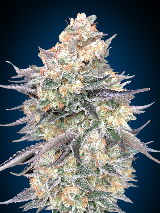 Blue Dream (00 Seeds)