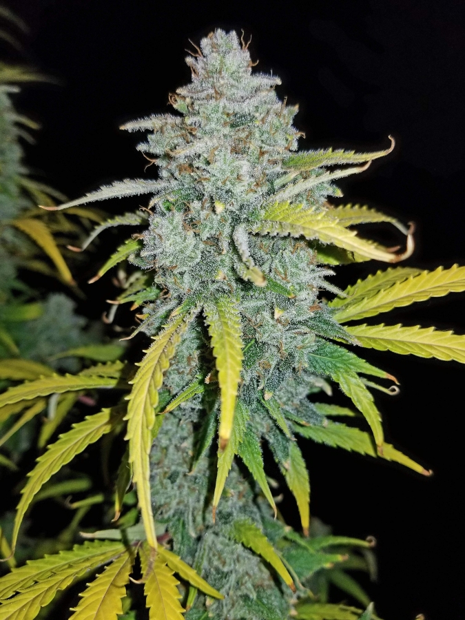 Blue Dream Matic Auto