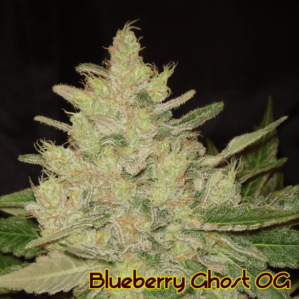 Blueberry Ghost OG