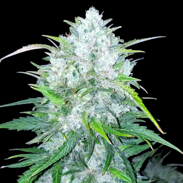 Bruce Banner Auto (BSB Genetics)