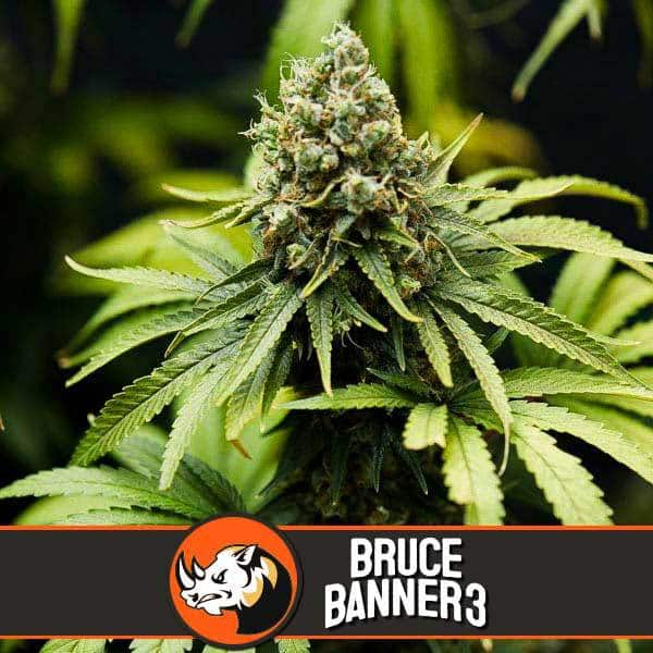 Bruce Banner #3 (BlimBurn)